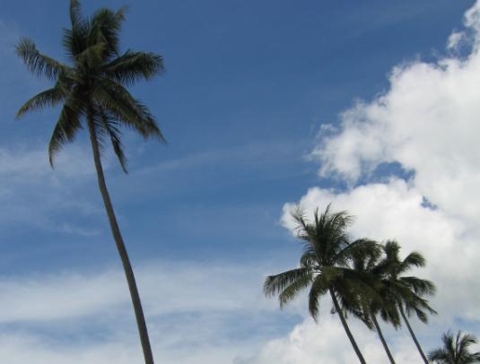 [Beach Street Trees]